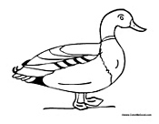 Duck 1