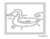 Duck in Water