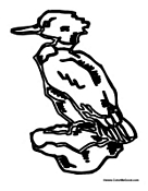 Adult Duck 4