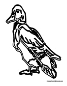 Adult Duck 3