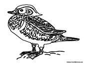Adult Duck 2