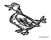 Adult Duck