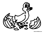 Baby Duck Hatching