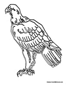 Eagle Standing 2