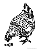 Hen Eating a Worm