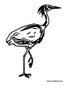 Heron Walking