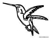 Hummingbird Flying 3