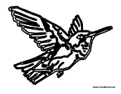 Hummingbird Flying 2