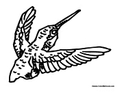 Hummingbird Flying