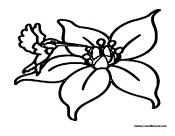 Hummingbird on Flower