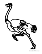 Ostrich Running 2