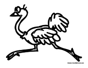 Ostrich Running