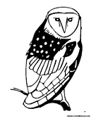 Owl Turning Head