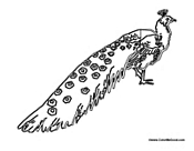 Peacock Hiding Feathers