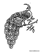 Peacock on Branch