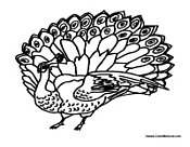 Peacock with Feathers