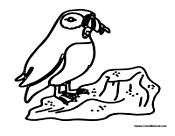 Puffin Eating Fish