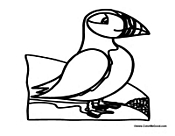 Puffin Looking