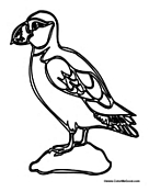 Puffin on a Rock 2