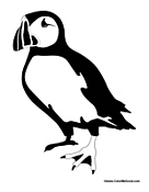 Adult Puffin