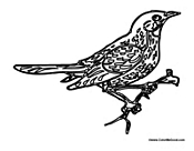 Robin Perching on Branch