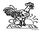 Rooster at Sunrise