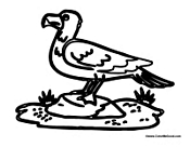 Seagull Standing on Rock