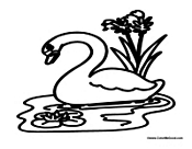 Swan Swimming