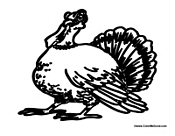 Adult Turkey
