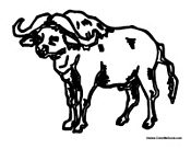 Adult Bison