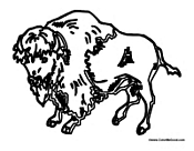 Adult Buffalo