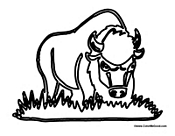 Buffalo Feeding