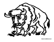 Buffalo Eating Grass