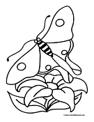 Butterfly Coloring Page 14