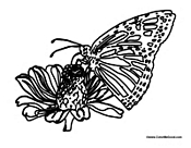 Butterfly Getting Food