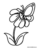 Butterfly on Daisy 2