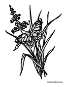 Butterfly on Pretty Flower