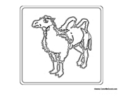 Camel with Two Humps 2