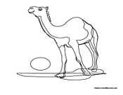 Camel in the Desert