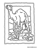 Camel in Habitat