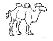 Camel with Two Humps