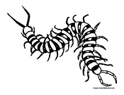 Centipede Coloring Page 1