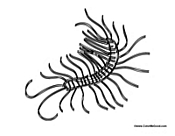 Centipede with Many Legs