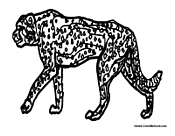 Cheetah Walking