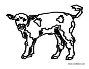 Baby Cow - Calf