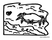 Crab in Habitat
