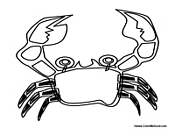 Adult Crab 2