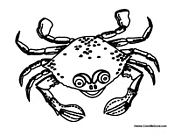 Adult Crab