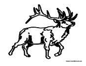 Adult Deer 1