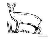 Female Deer Doe